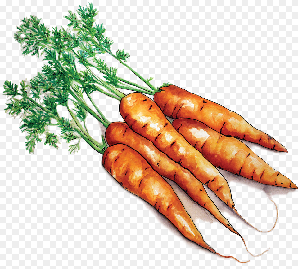Carrots, Carrot, Food, Plant, Produce Free Png