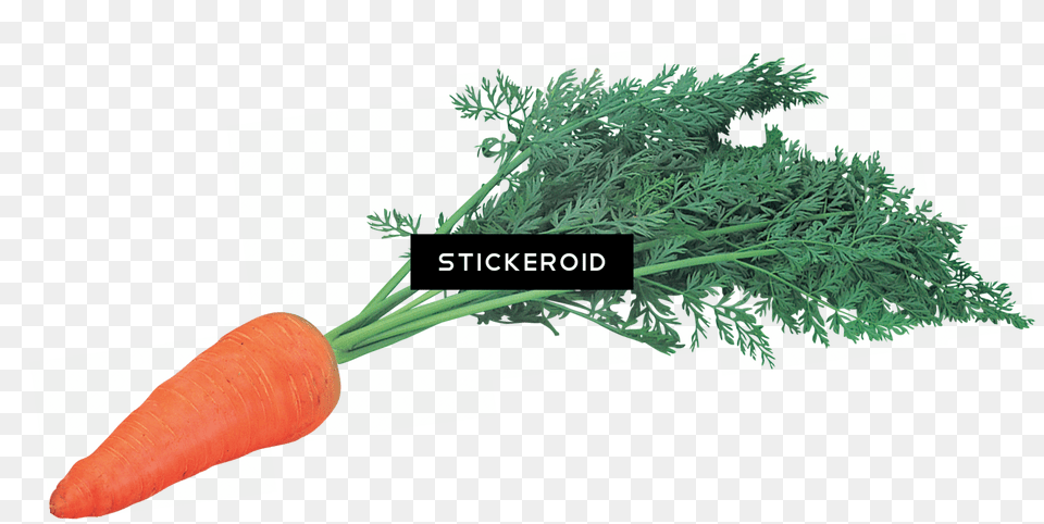 Carrots Carrot Carrot, Food, Plant, Produce, Vegetable Free Png Download