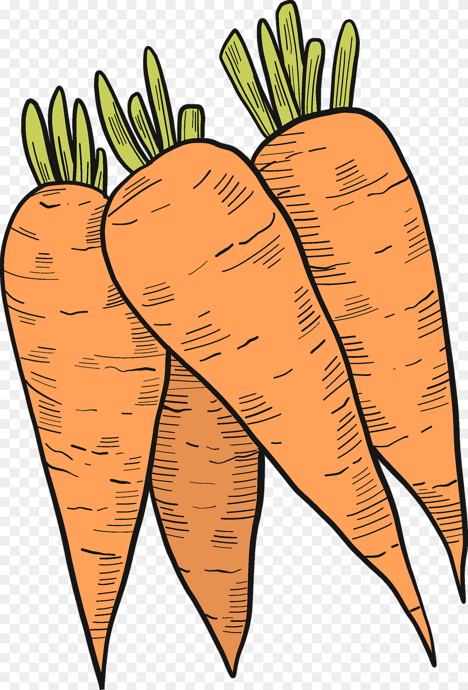 Carrots Clipart, Carrot, Food, Plant, Produce Free Png