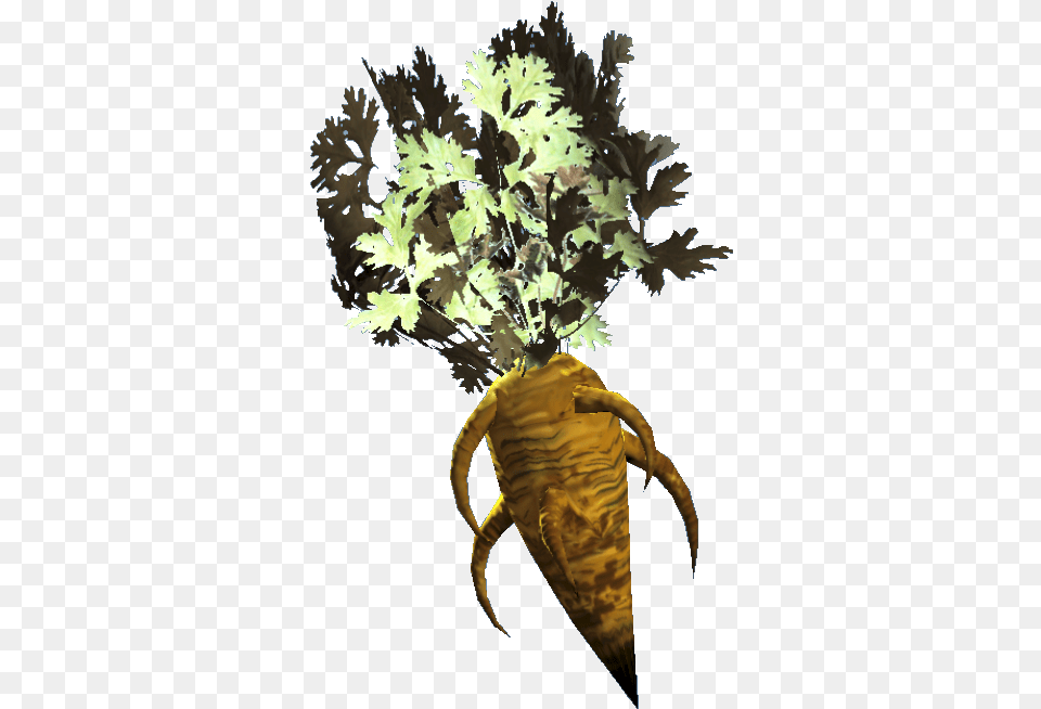 Carrots Fallout 76 Food Wiki Guide Fallout Plants, Leaf, Plant, Produce, Parsnip Png