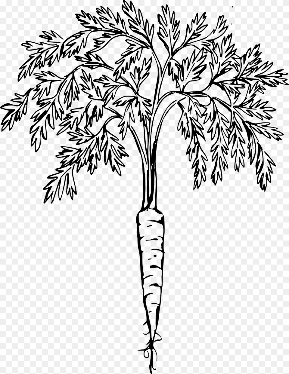 Carrots Leave Drawing Carrot Plant Black And White, Gray Png Image