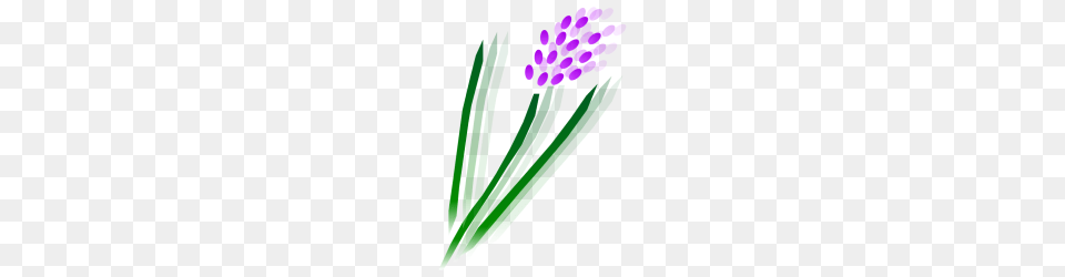 Carshalton Lavender, Flower, Plant, Purple, Food Free Transparent Png
