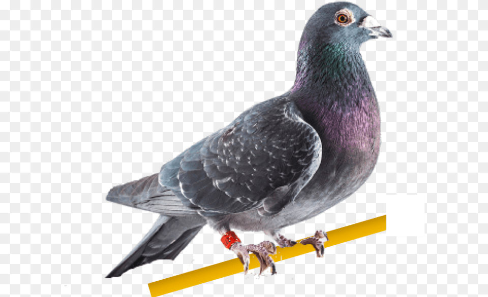 Carta De Palomas Mensajeras, Animal, Bird, Pigeon, Dove Free Png Download