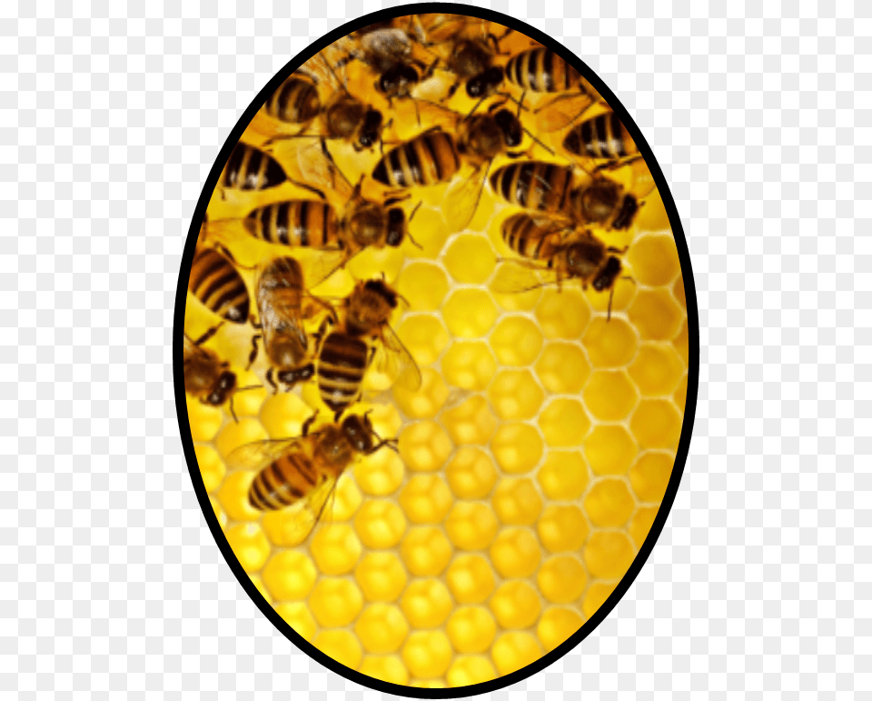 Cartel De Las Abejas, Animal, Bee, Honey Bee, Insect Png Image