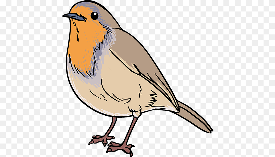 Carton Drawing Bird Easy Robin Bird Drawing, Animal Free Transparent Png