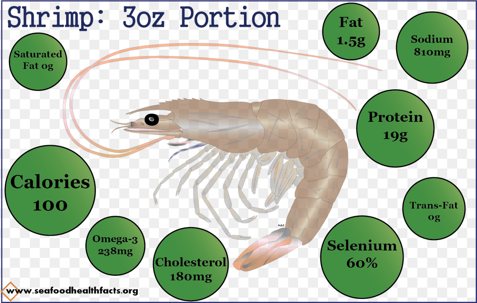 Cartoon, Animal, Food, Invertebrate, Sea Life Free Png