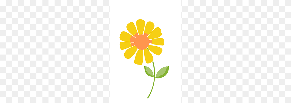 Cartoon Daisy, Flower, Petal, Plant Png Image