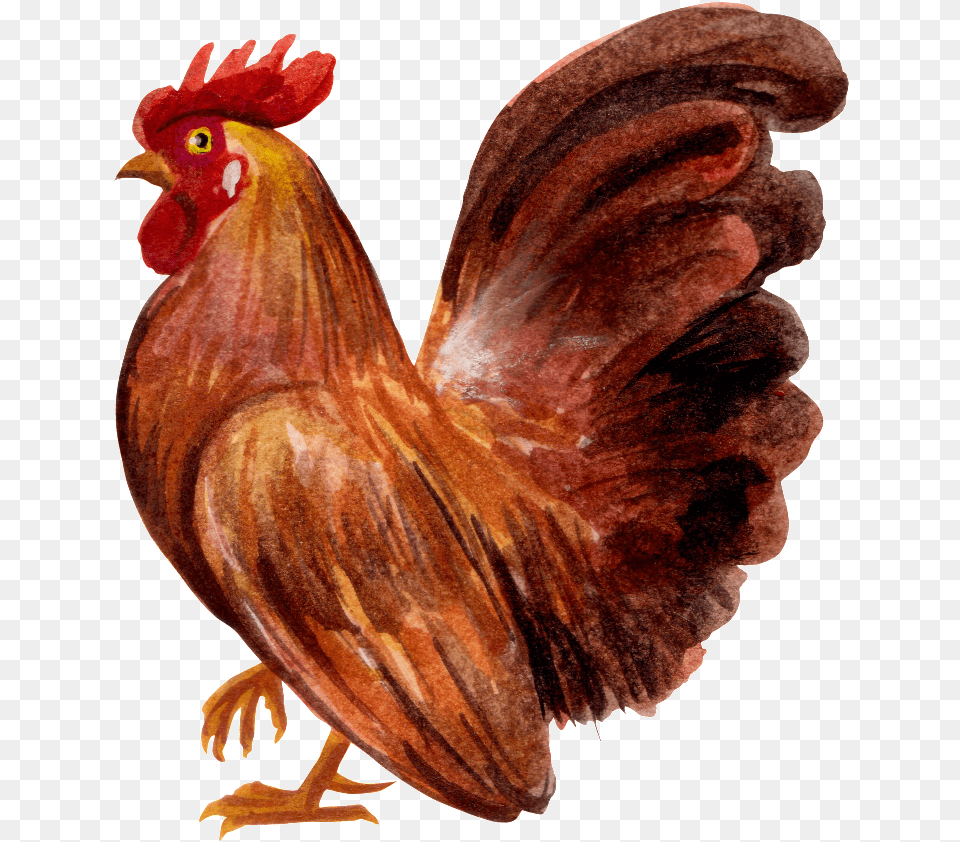 Cartoon, Animal, Bird, Chicken, Fowl Png Image