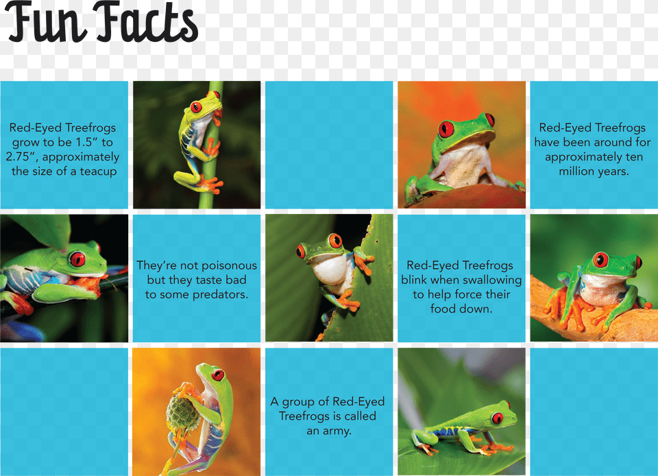 Cartoon, Amphibian, Wildlife, Frog, Animal Png Image