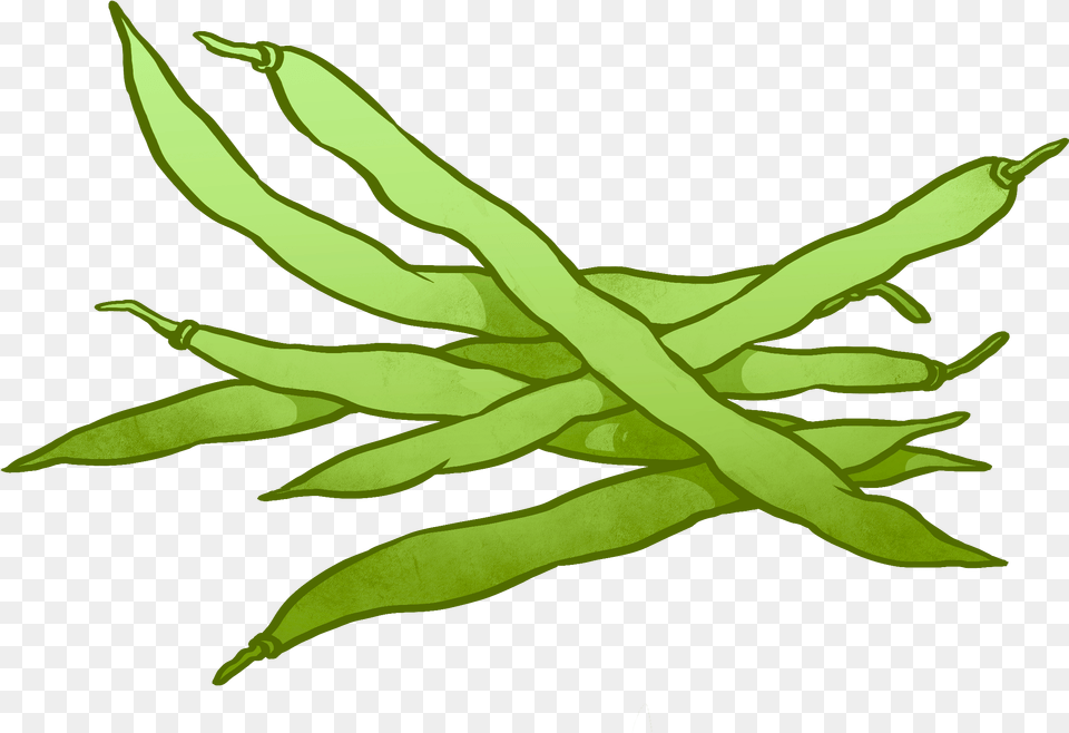 Cartoon Beans Black And White Green Beans Clipart, Bean, Food, Plant, Produce Png