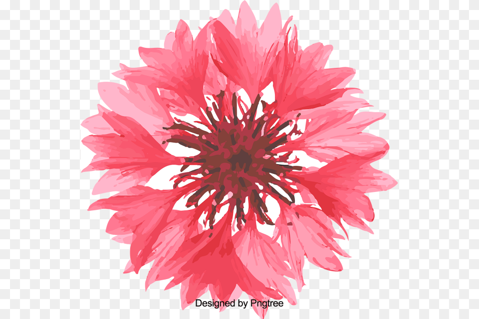 Cartoon Beautiful Hand Painted Watercolor Painting Watercolor Painting, Dahlia, Flower, Plant, Daisy Png