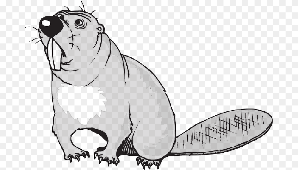 Cartoon Beaver Art Animal Tail Teeth Confused, Mammal, Baby, Person, Wildlife Free Png