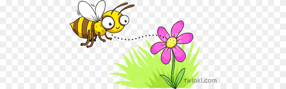 Cartoon Bee And Flower Illustration Twinkl Black And White Cartoon Bee, Animal, Honey Bee, Insect, Invertebrate Free Png