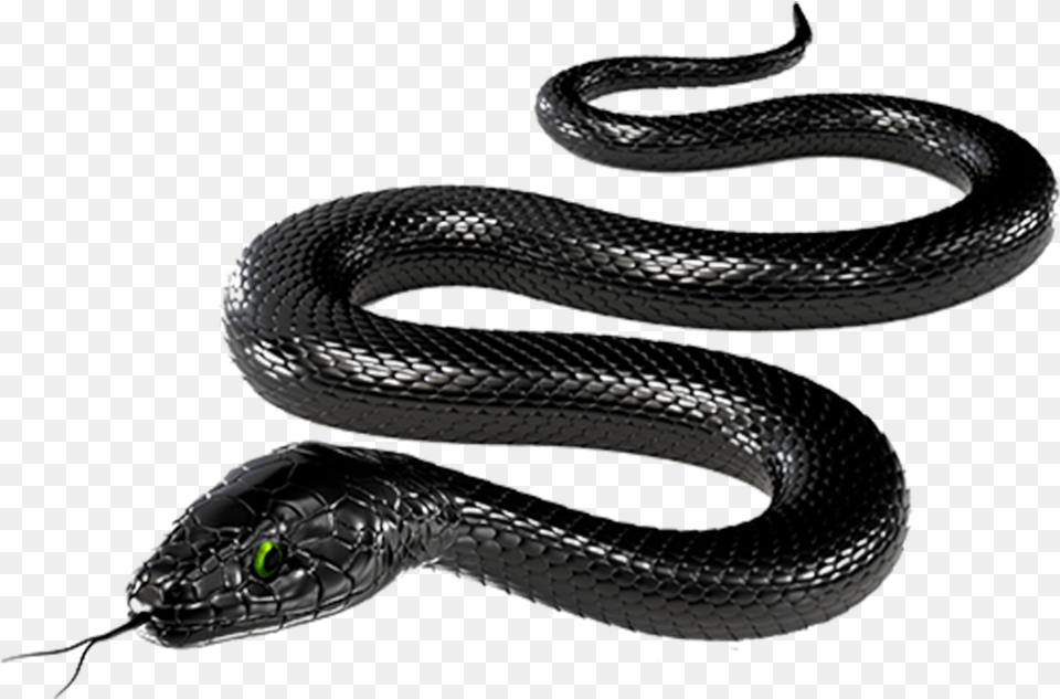 Cartoon Black Mamba Snake, Animal, Reptile Png