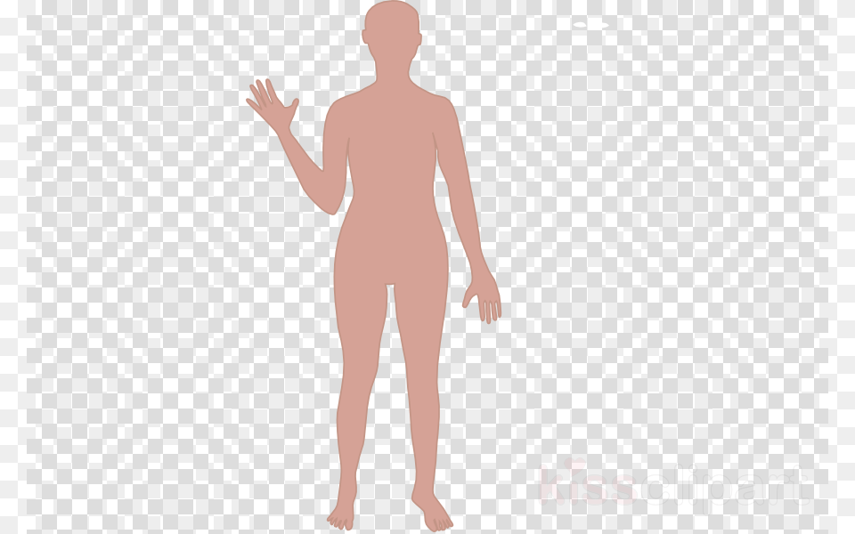 Cartoon Body Outline Transparent Background, Adult, Male, Man, Person Png