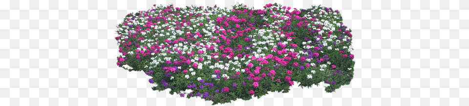 Cartoon Bushes Flower, Geranium, Plant, Vegetation Free Transparent Png
