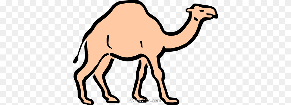 Cartoon Camel Royalty Vector Clip Art Illustration, Animal, Mammal, Kangaroo Free Transparent Png