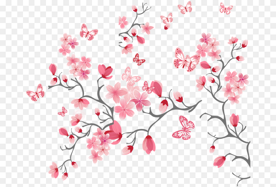 Cartoon Cherry Blossom Drawing, Flower, Plant, Cherry Blossom, Pattern Png Image