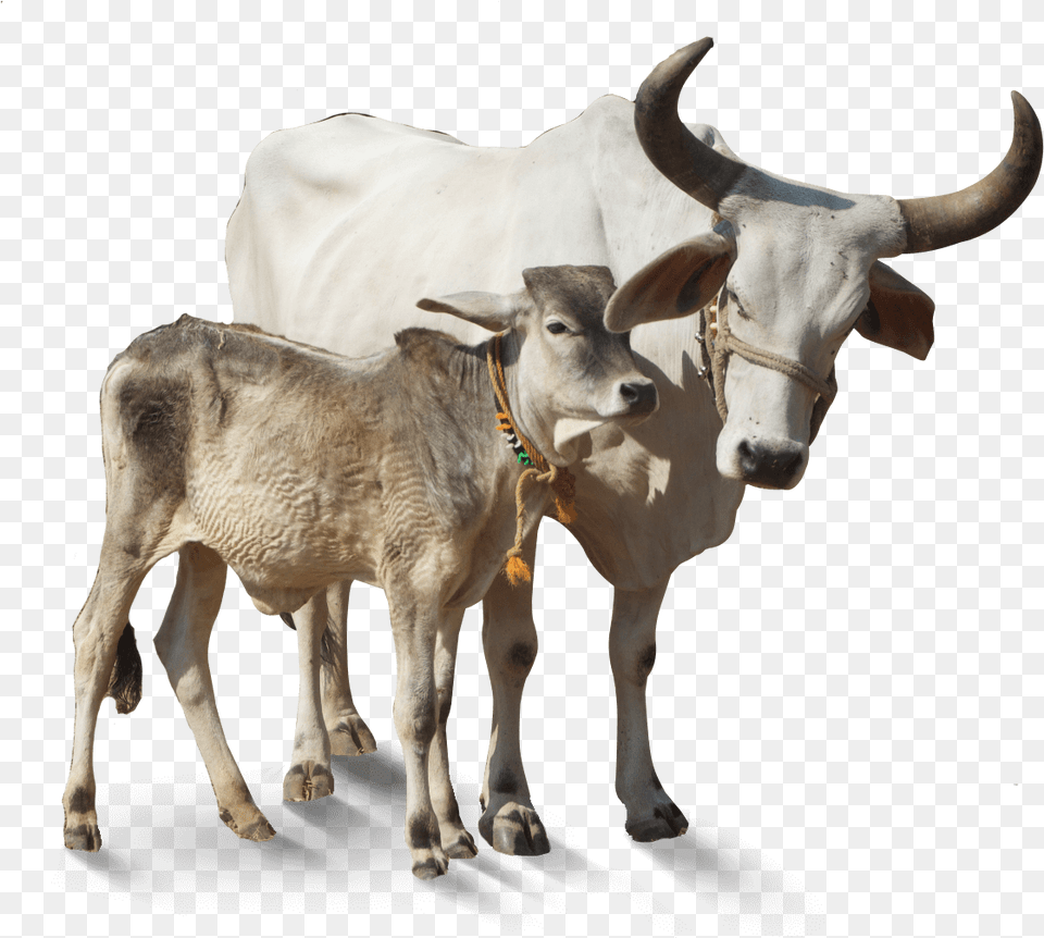 Cartoon Cow Clip Art Indian Cow, Animal, Bull, Cattle, Livestock Free Png Download