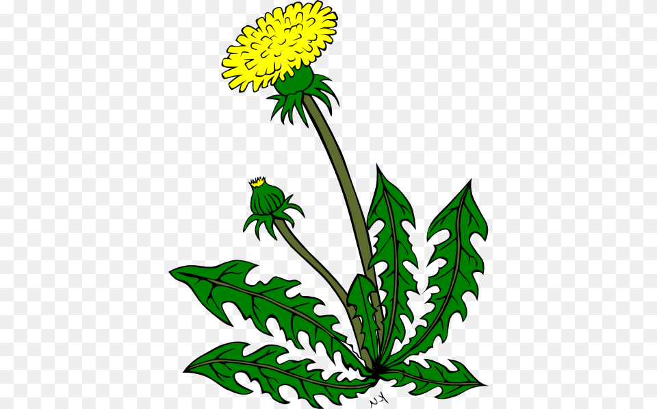 Cartoon Dandelion Flower Clipart Best Clip Art, Plant, Leaf Png