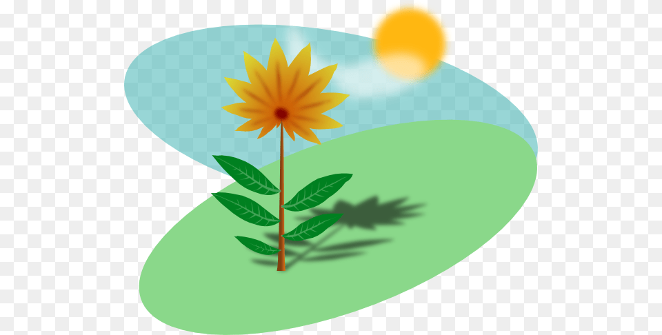 Cartoon Flower In The Sun Clip Arts For Web, Daisy, Leaf, Plant, Petal Free Transparent Png