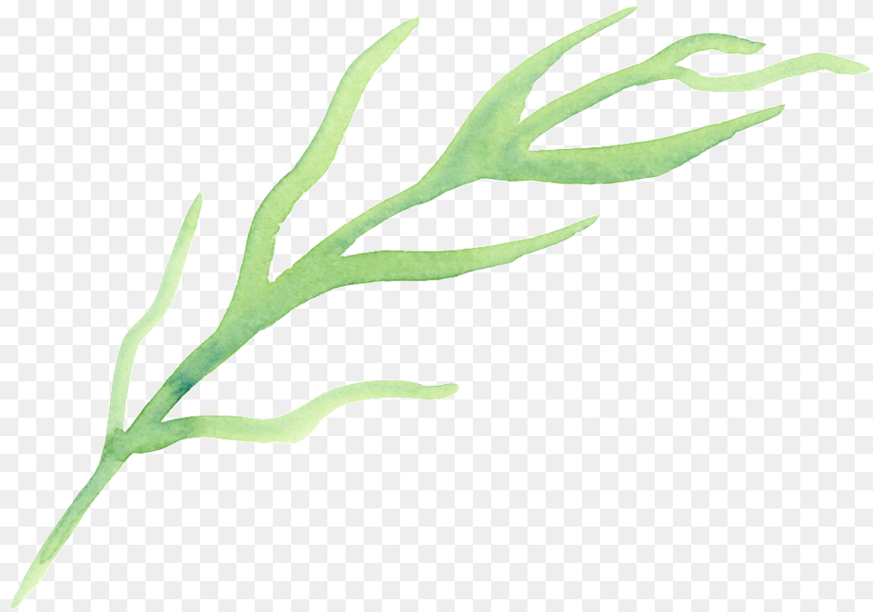 Cartoon For Origami Seaweed Download, Grass, Plant, Leaf Png