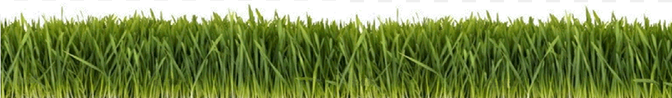 Cartoon Grasses Grass Flashcard, Plant, Vegetation, Lawn Free Transparent Png