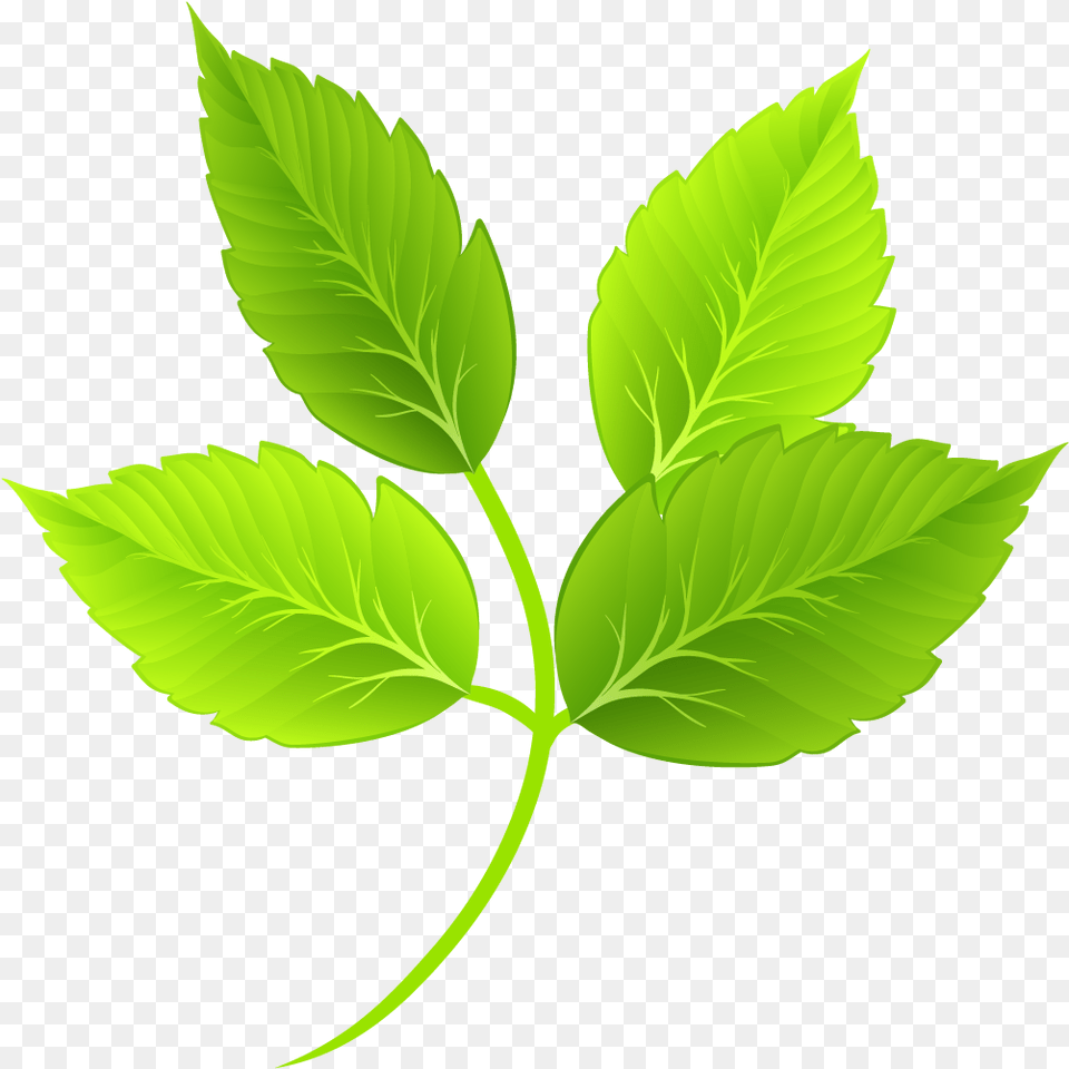 Cartoon Green Leaves Download Cartoon Leaves, Leaf, Plant, Herbal, Herbs Png Image