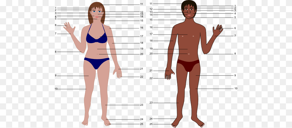 Cartoon Human Body, Chart, Plot, Adult, Swimwear Png