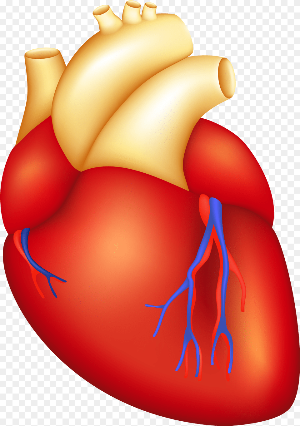 Cartoon Human Heart Heart Body Parts Clipart Free Png