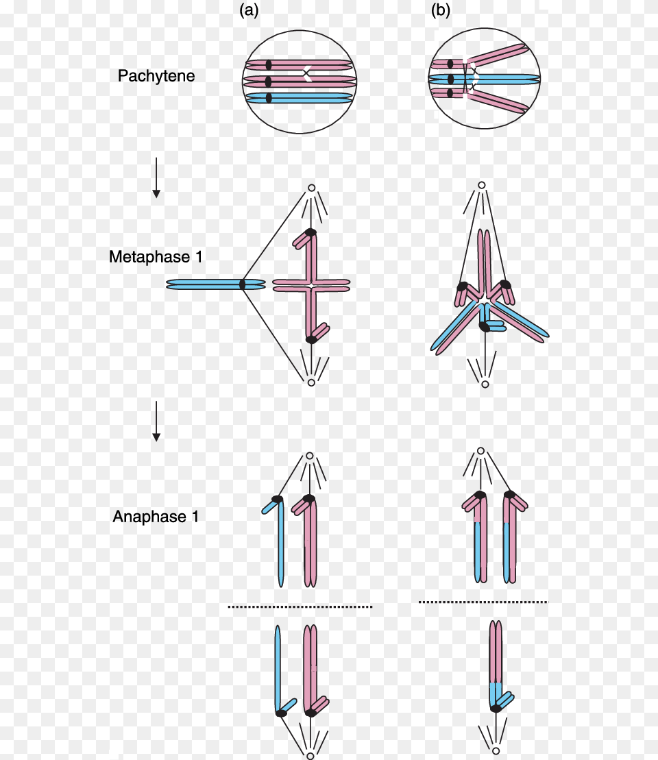 Cartoon Illustrating The Different Types Of Secondary Bivalent And Univalent, Cross, Symbol Png