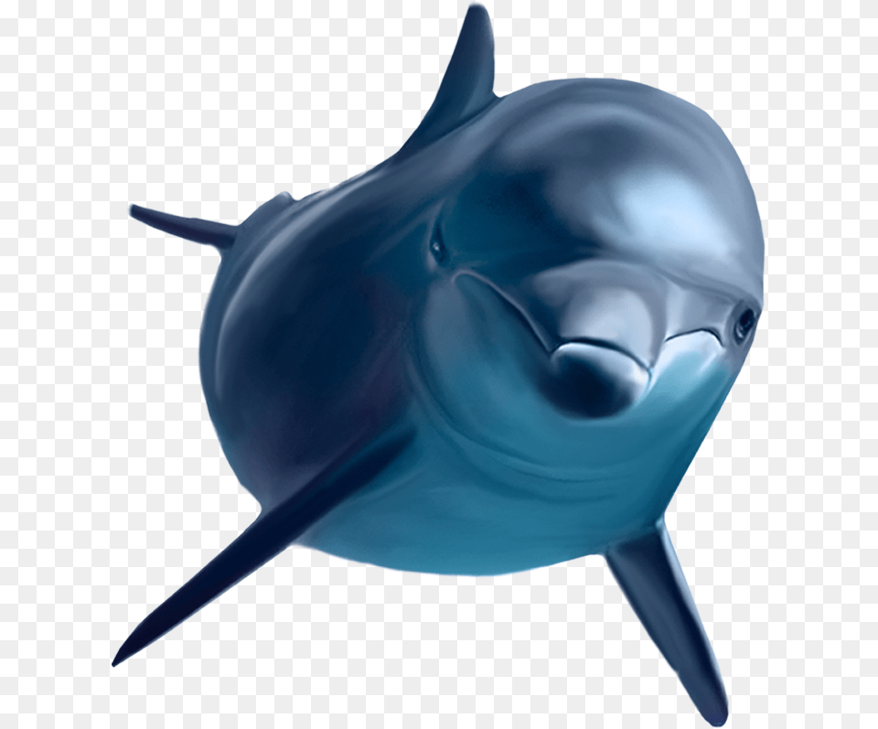 Cartoon Killer Whale Clip Art, Animal, Dolphin, Mammal, Sea Life Png Image