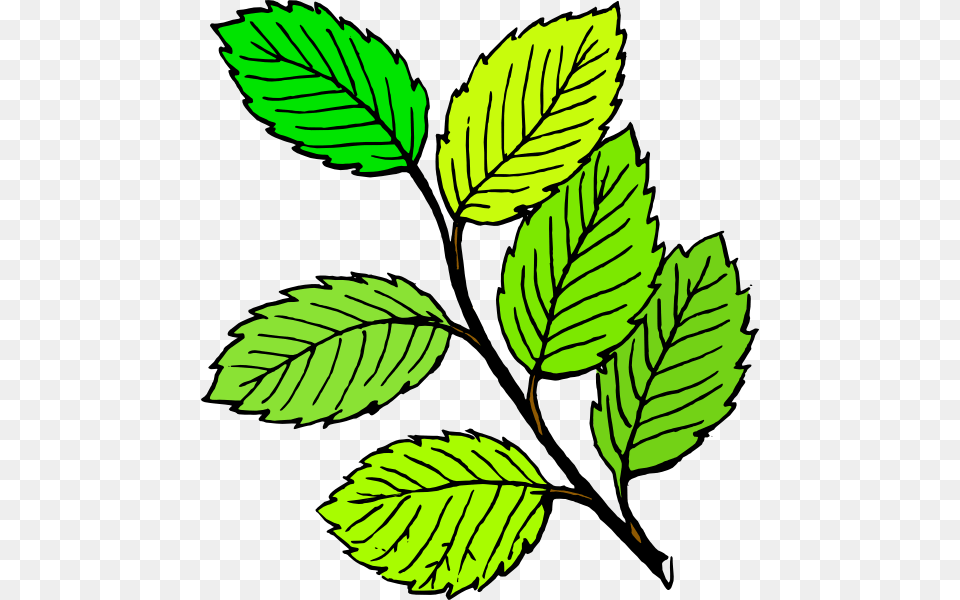 Cartoon Leaves Clip Art, Leaf, Plant, Herbs, Mint Free Transparent Png