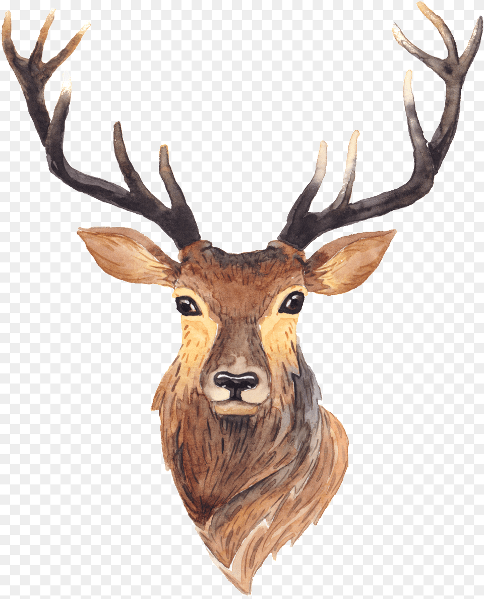 Cartoon Long Horned Deer Buckle Deer Illustration, Animal, Mammal, Wildlife, Antelope Free Transparent Png