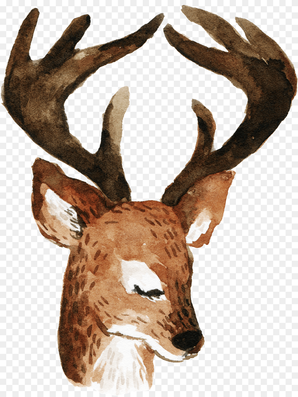 Cartoon Longhorn Deer, Animal, Mammal, Wildlife, Antler Png Image