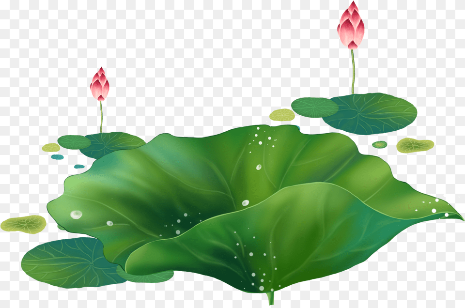 Cartoon Lotus Decorative About Hand Droplets Sacred Lotus, Flower, Green, Leaf, Plant Free Transparent Png