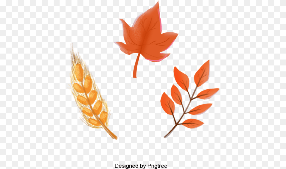 Cartoon Orange Leaf, Plant, Tree, Maple Leaf Free Png