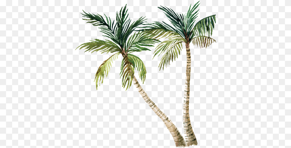 Cartoon Palm Trees Palm Tree With A White Background, Palm Tree, Plant, Leaf Free Png Download