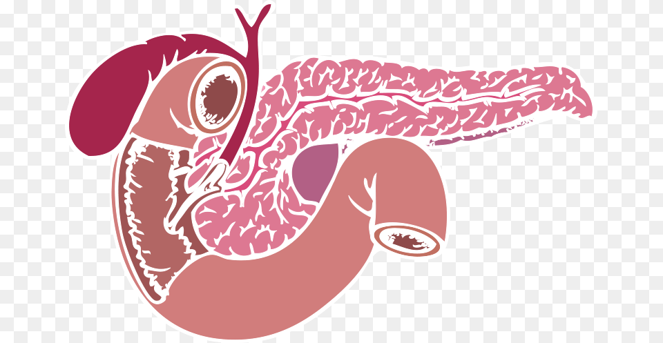 Cartoon Pancreas Transparent Background Hd Pancreas Transparent Background, Body Part, Stomach, Animal Png