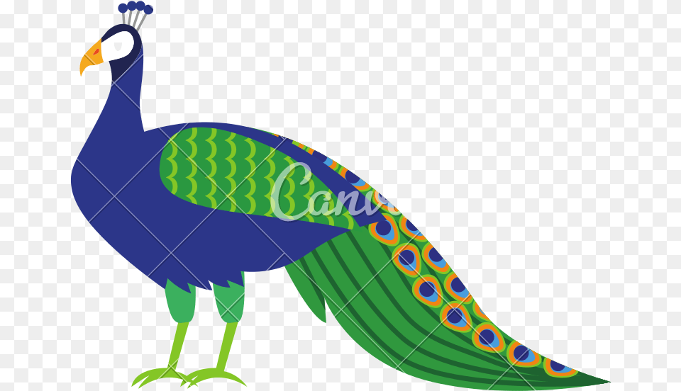 Cartoon Peacock Pictures Cartoon Peacock Images, Animal, Beak, Bird Free Png Download