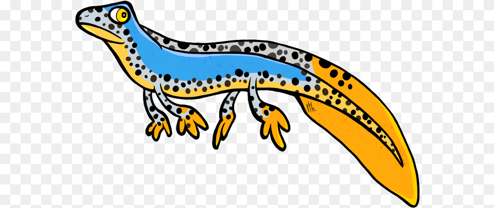 Cartoon Picture Of A Newt, Amphibian, Animal, Salamander, Wildlife Free Png Download
