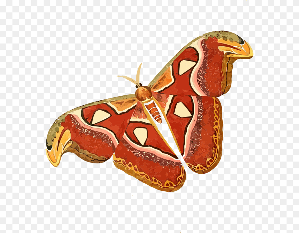 Cartoon Picture Of Moth, Animal, Butterfly, Insect, Invertebrate Free Png Download