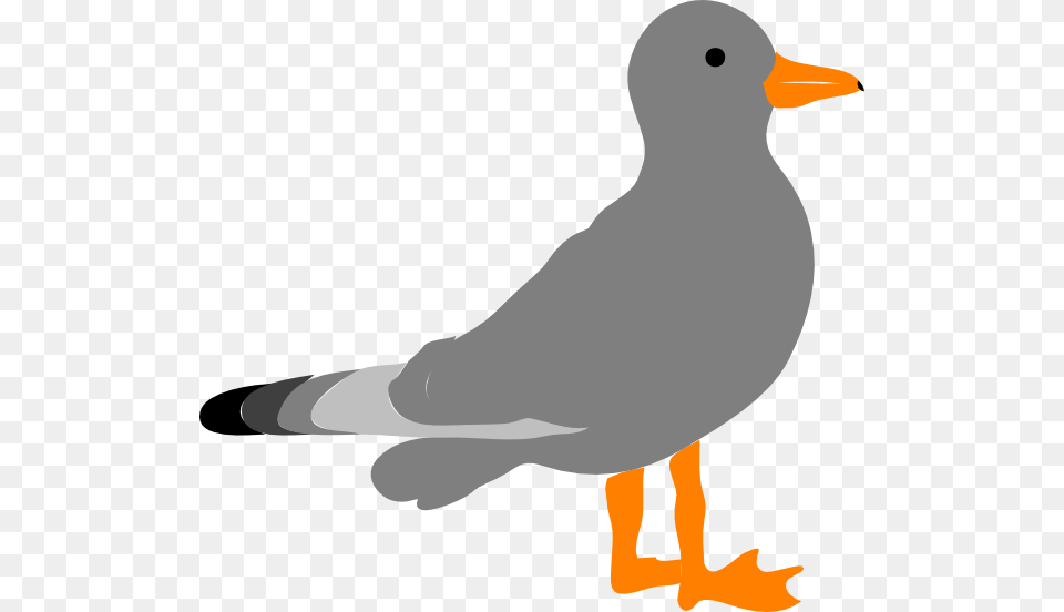 Cartoon Picture Of Seagull Clipart Clipartbarn Seagull Clipart Translucent Background, Animal, Beak, Bird, Waterfowl Png
