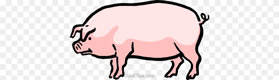 Cartoon Pig Royalty Free Vector Clip Art Illustration, Animal, Boar, Hog, Mammal Png Image