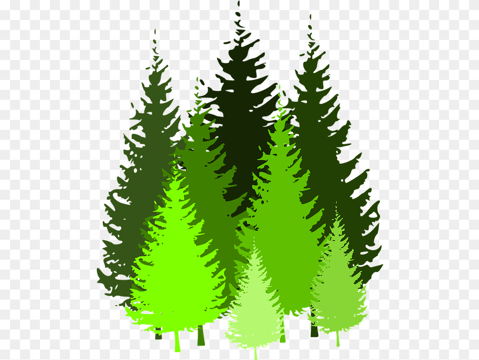 Cartoon Pine Trees 5 Buy Clip Art Pine Tree Silhouette Pine Tree Silhouette, Fir, Green, Plant, Conifer Png