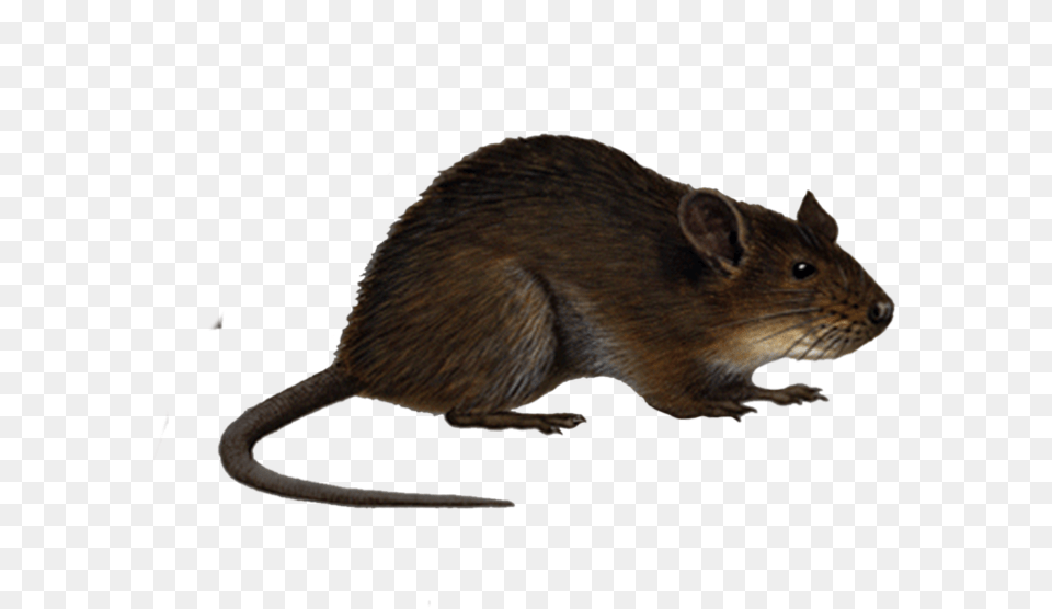 Cartoon Rat No Background, Animal, Mammal, Rodent Free Png Download