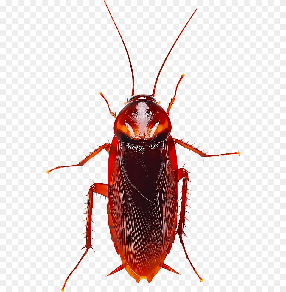 Cartoon Roach Transparent, Animal, Cockroach, Insect, Invertebrate Free Png Download
