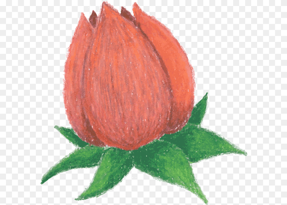 Cartoon Rose Rosebud Animated Rose, Plant, Flower, Petal, Art Free Png