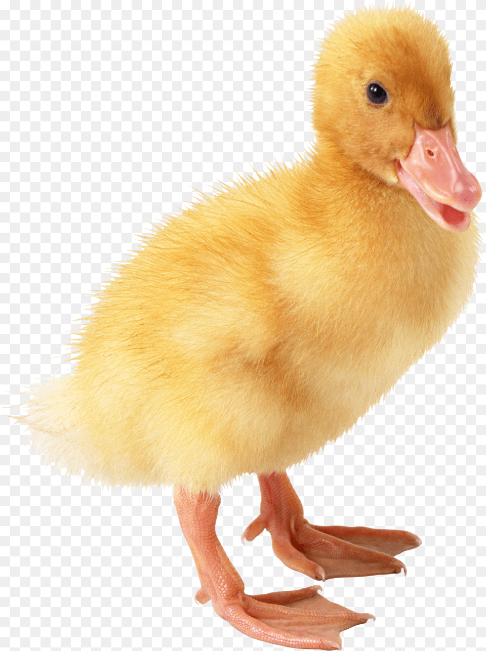 Cartoon Rubber Duck Clip Art Baby Duck Background, Animal, Bird, Beak Free Transparent Png