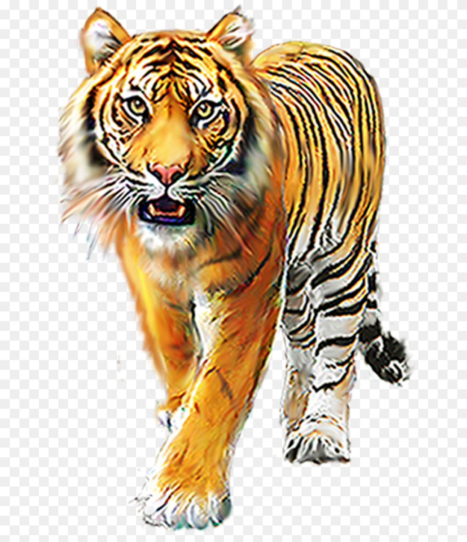 Cartoon Tiger Background Images For Editing Picsart Tiger Of Bengal, Animal, Mammal, Wildlife Png